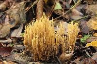 Ramaria stricta image