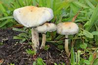 Psilocybe cubensis image