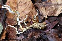 Ophiocordyceps melolonthae image