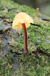 Gymnopilus picreus image