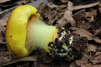 Cortinarius fulvocitrinus image