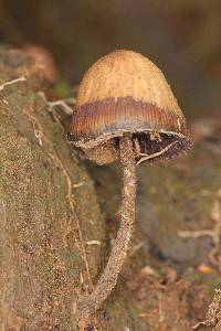 Psilocybe mexicana image