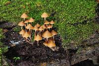 Psilocybe yungensis image