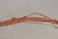 Psilocybe hoogshagenii image