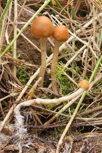 Psilocybe aztecorum image