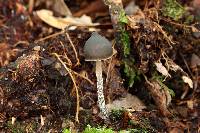 Psilocybe neoxalapensis image