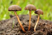 Psilocybe coprophila image