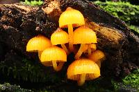 Mycena leaiana image