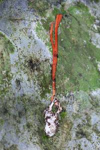 Ophiocordyceps caloceroides image