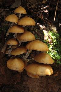 Psilocybe zapotecorum image