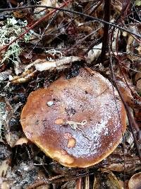 Boletus subtomentosus image