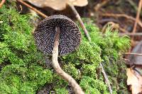 Psilocybe neoxalapensis image