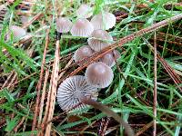 Mycena capillaripes image