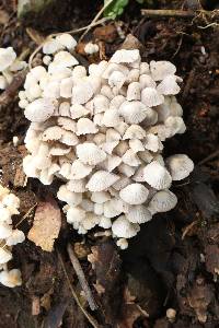 Coprinellus disseminatus image