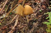 Psilocybe zapotecorum image