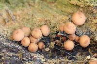 Lycoperdon pyriforme image