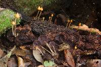 Psilocybe yungensis image