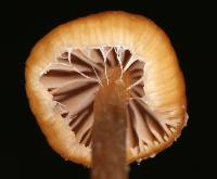 Psilocybe mexicana image