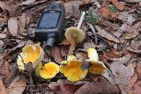 Russula flavida image