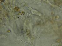 Psilocybe zapotecorum image