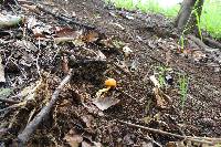 Pulveroboletus curtisii image