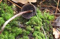 Psilocybe neoxalapensis image