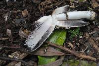 Coprinus comatus image