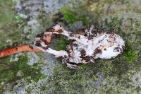 Ophiocordyceps caloceroides image