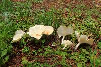 Clitocybe gibba image