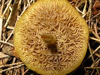 Psilocybe ovoideocystidiata image