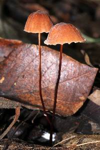 Marasmius siccus image