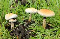 Psilocybe cubensis image