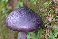 Cortinarius violaceus image