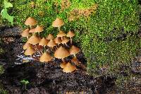 Psilocybe yungensis image