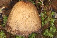 Psilocybe mexicana image