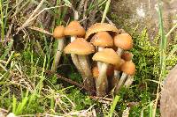 Psilocybe aztecorum image