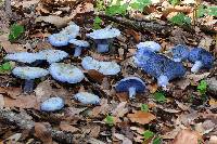 Lactarius indigo image