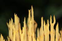 Ramaria stricta image