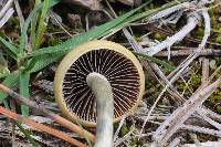 Psilocybe aztecorum image