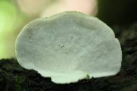 Trametes versicolor image