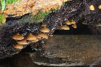 Psilocybe yungensis image