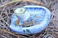 Lactarius indigo image