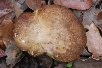 Leccinum rugosiceps image