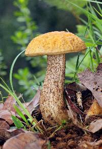 Leccinum rugosiceps image