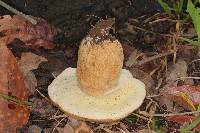 Boletus variipes image