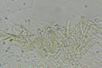 Mycena leaiana image