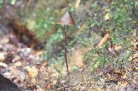 Psilocybe neoxalapensis image