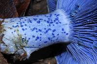 Lactarius indigo image