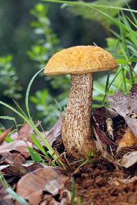 Leccinum rugosiceps image