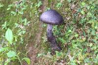 Cortinarius violaceus image